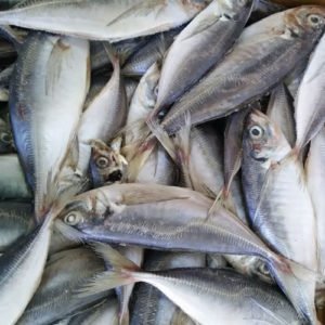 Buy frozen horse mackerel